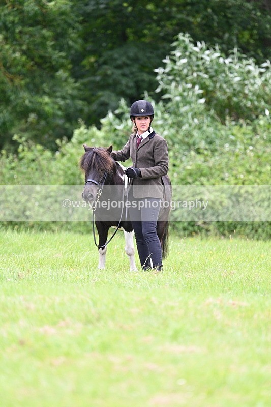 WJ7_3779 - Class 14A Handsome Gelding