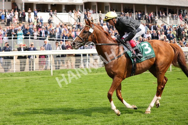 yr20082021r2-77 - Race 2 2.25pm Weatherbys Hamilton Lonsdale Cup (British Champion Series race)