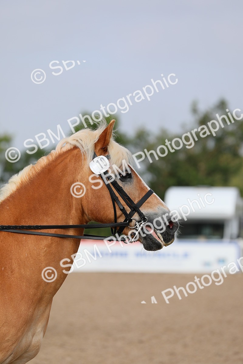 SBM_10693 - Class 303 Ridden Pure Bred Horse/Pony (excl M&M)