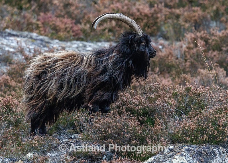 Mountain Goat - Latest Images