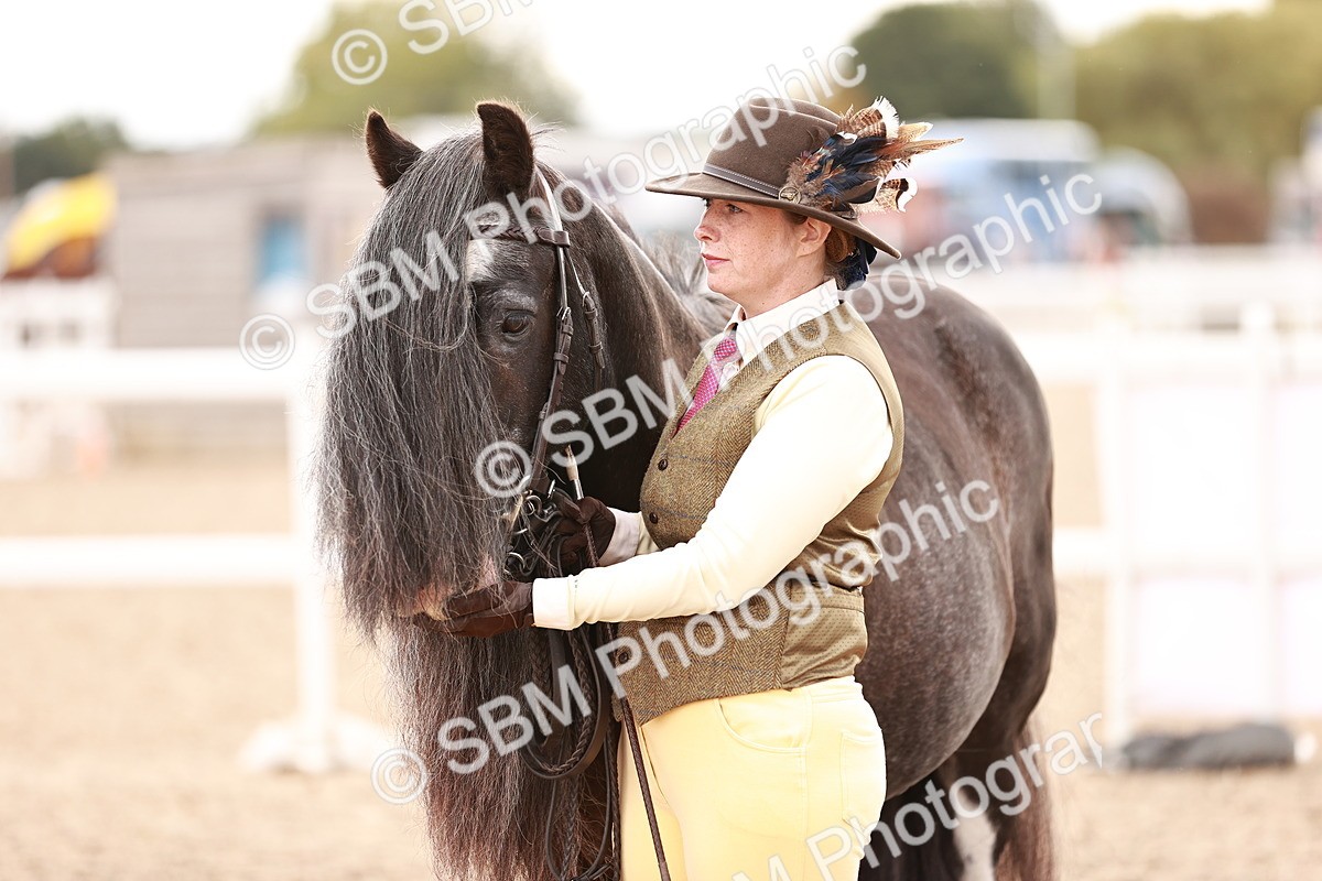 SBM_16200 - Class412 - Handsome Gelding (IH  or Ridden) Adult