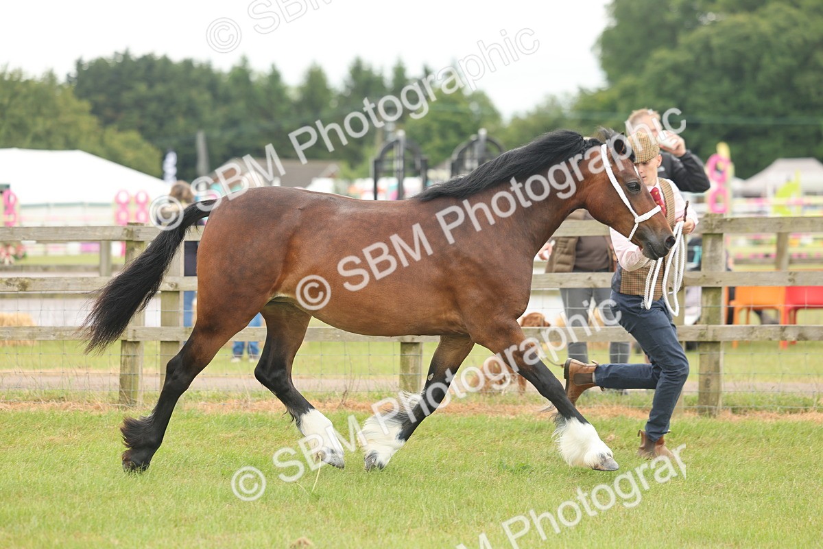 SBM_04817 - Class 50-57 - M&M Welsh Pony In Hand