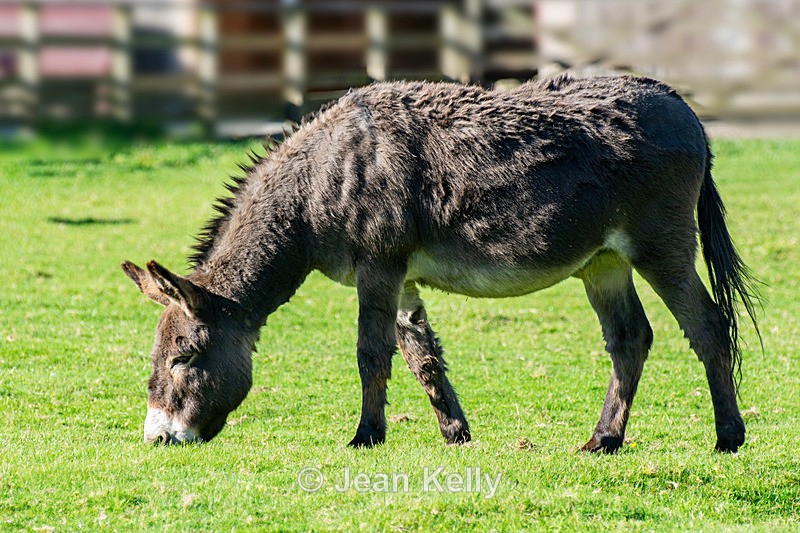 Donkey - DSC_0915 - Equine