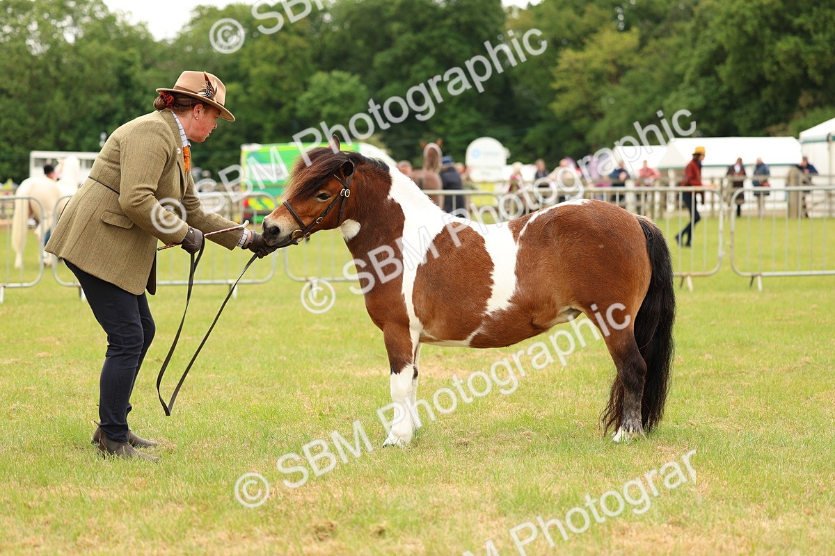 SBM_04377 - Class 64-67 - Shetland Pony In Hand