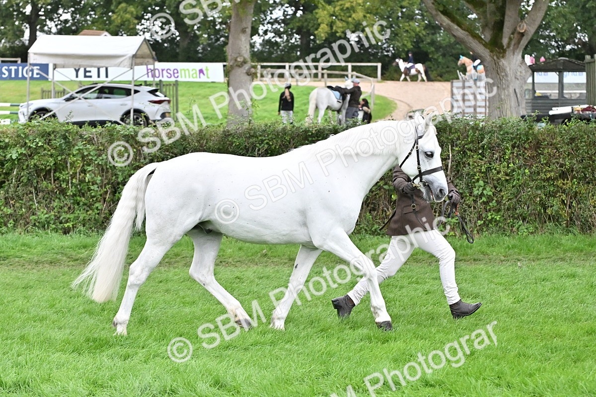 SBM_63238 - S49 - Mountain & Moorland In Hand Large Breeds