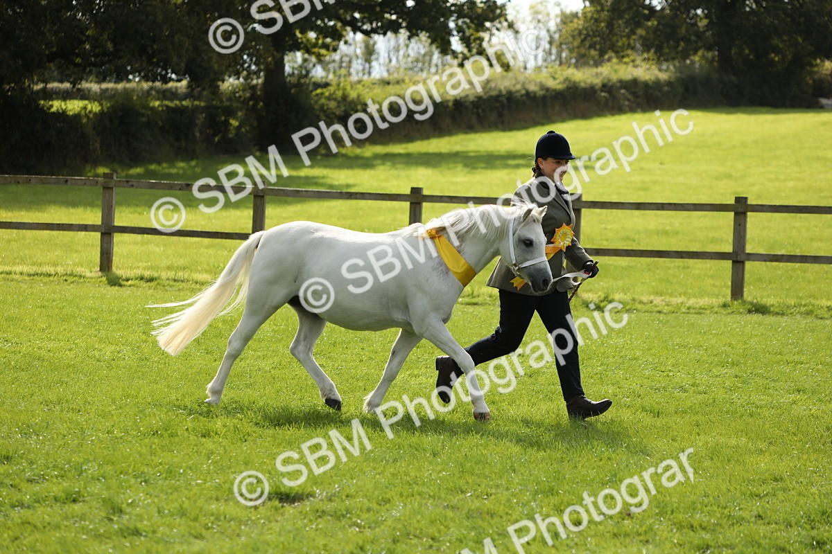SBM_62883 - S46 - Mountain & Moorland In Hand Small Breeds