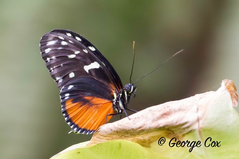 Harmonia Tiger Wing Butterfly - Tithorea harmonia