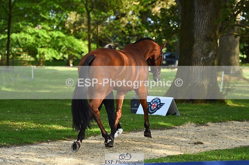 230524-171840-01425 - 177-ARGENTINO_BK-Dani_Evans-WEDTrotUp+DR