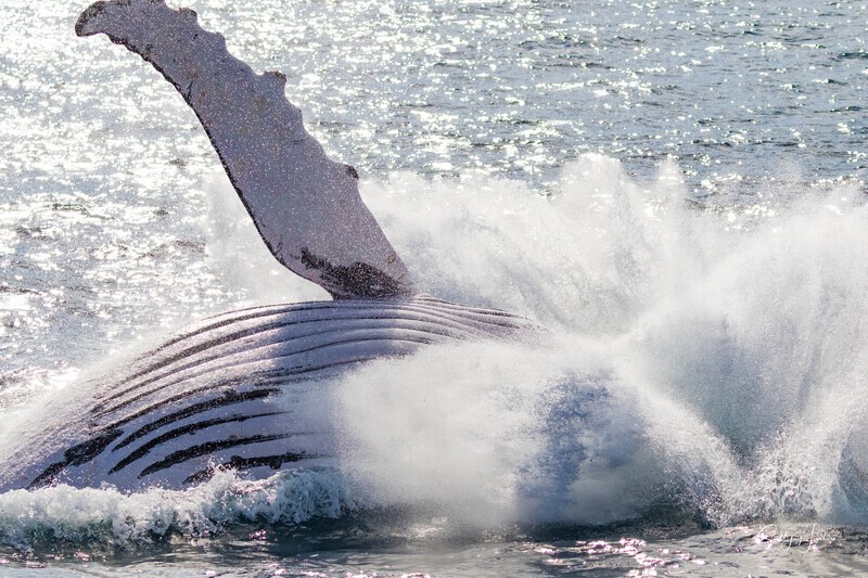 0A3A7712. Sunrise Breach 11 - 2023 Whale Photos