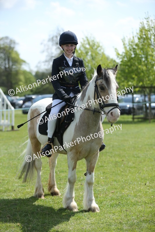 20250427-3437 - Class 8 - Handsomest Gelding