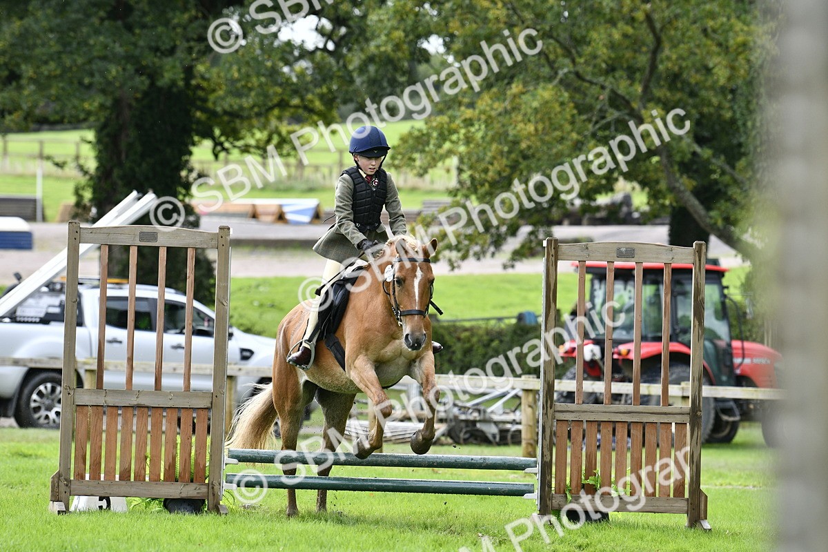 SBM_41480 - S32 - Mountain & Moorland Working Hunter Pony