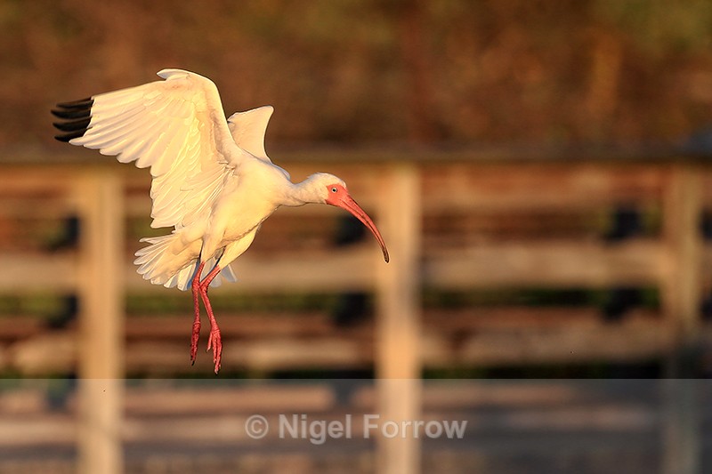 White Ibis landing, Wakodahatchee Wetlands, Florida - White Ibis