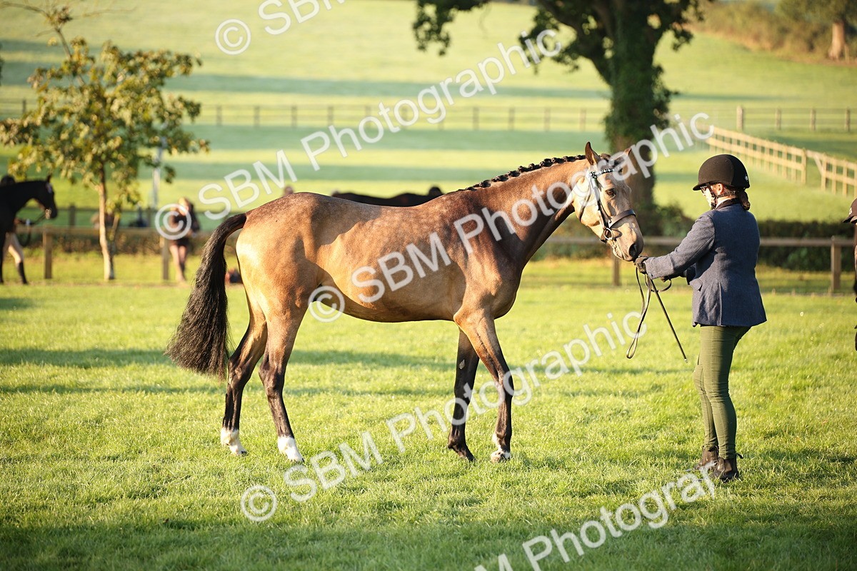 SBM_56847 - S49 - Riding Horse & Hack & Thoroughbred In Hand