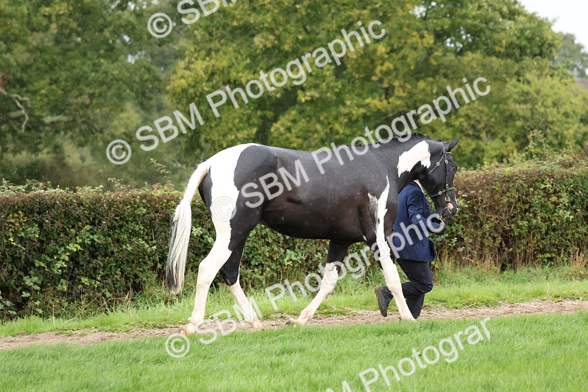 SBM_35289 - S10 - Best In Hand Horse & Pony