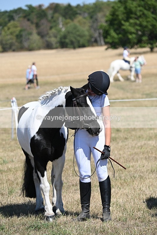 WJ6_8658 - Class 37b Best Loan Pony In-hand