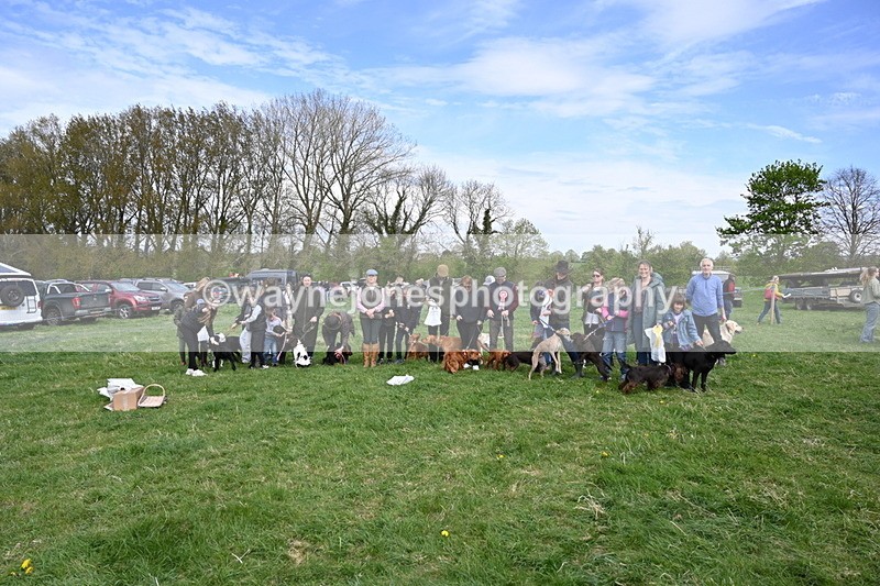 WJ6_9166 - Class 8 Best Working / Gun Dog or Bitch