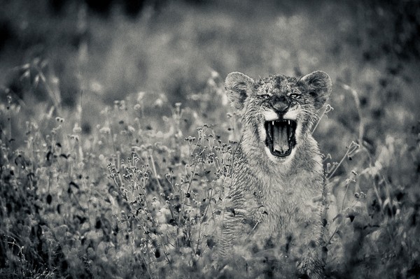 Lion Soysambu Kenya