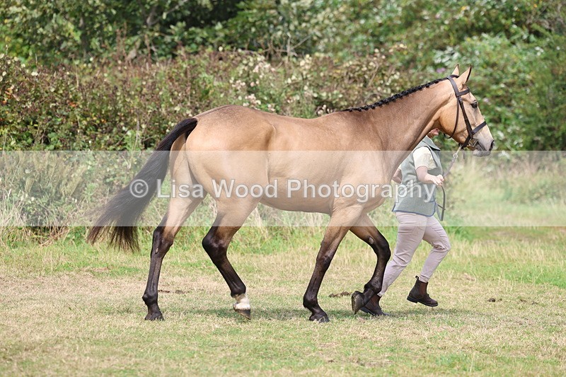 3E7A5498 - Class 20: Sports Horse In Hand