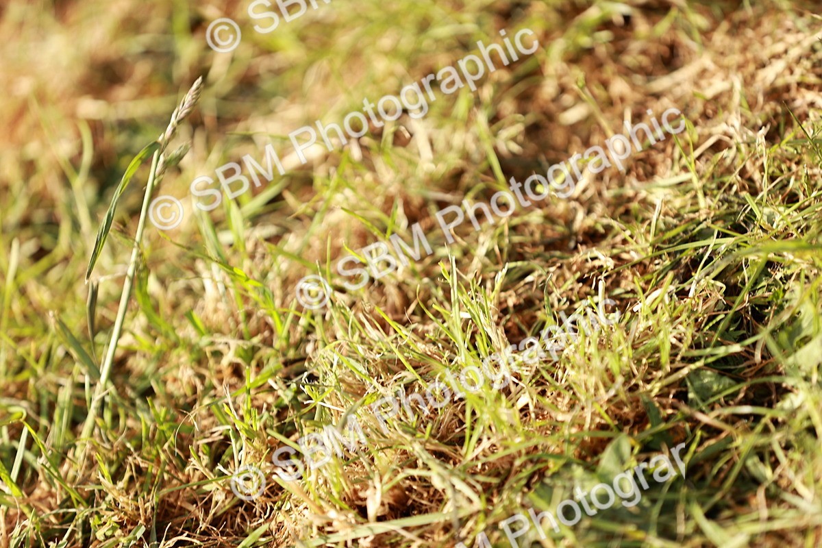 SBM_10834 - Class 81-84 - RIHS Ridden hunters Inc Ladies Hunter