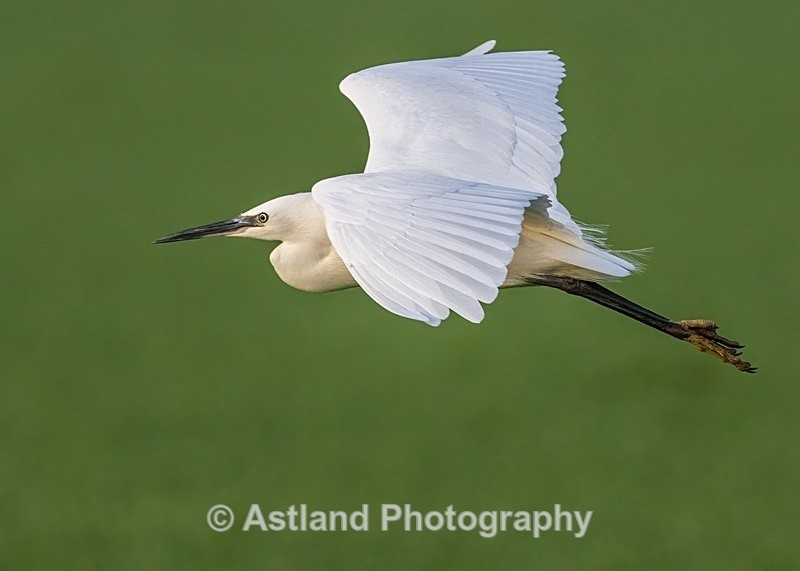 Astland Photography, Bird and Wildlife Images, Susan and Peter Wilson, U.K.