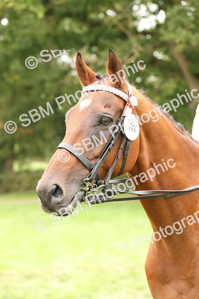 SBM_64318 - S65 - Riding Horse & Hack & Thoroughbred Ridden