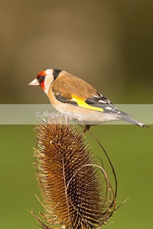 20120218-_MG_9050 - Goldfinch