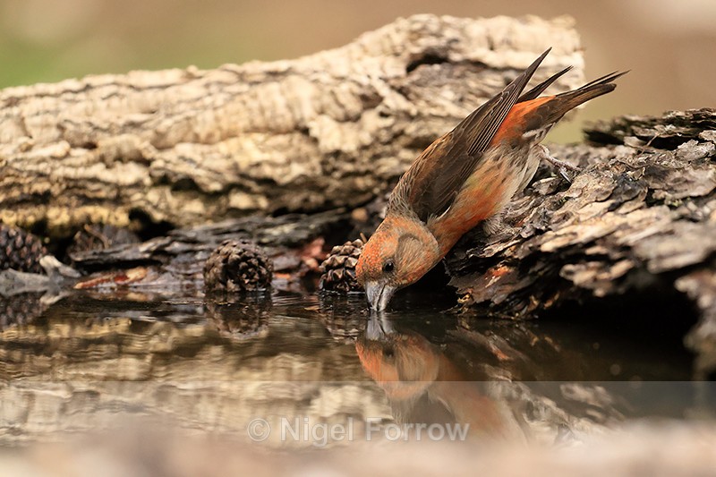 Red Crossbill (male) drinking, Port del Comte, Spain - Red Crossbill