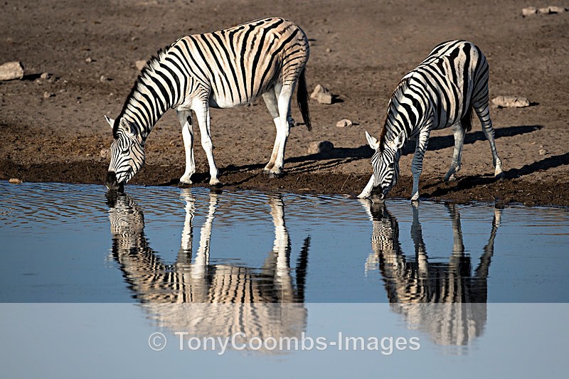 Burchills Zebra  (drinking) - Etosha National Park ~ Mammals