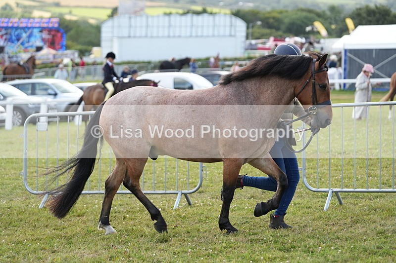 DSC05711 - Class 51: NPS M&M 4 years and over Large Breeds