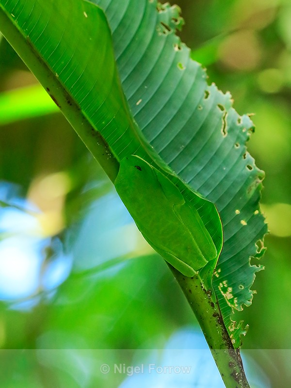 Red-eyed Tree Frog camouflaged during daytime, Manuel Antonio - REPTILES & AMPHIBIANS