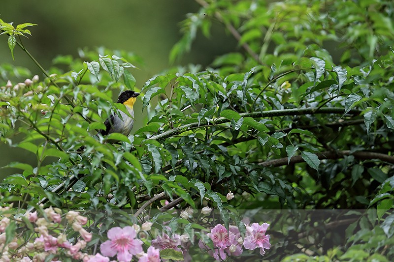 White-naped Brushfinch, Boquete, Panama - White-naped Brushfinch