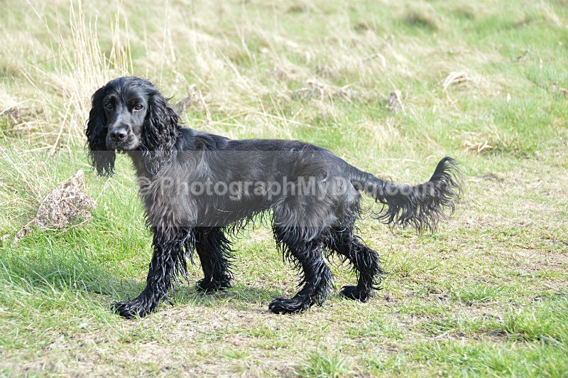  - Cocker Spaniels