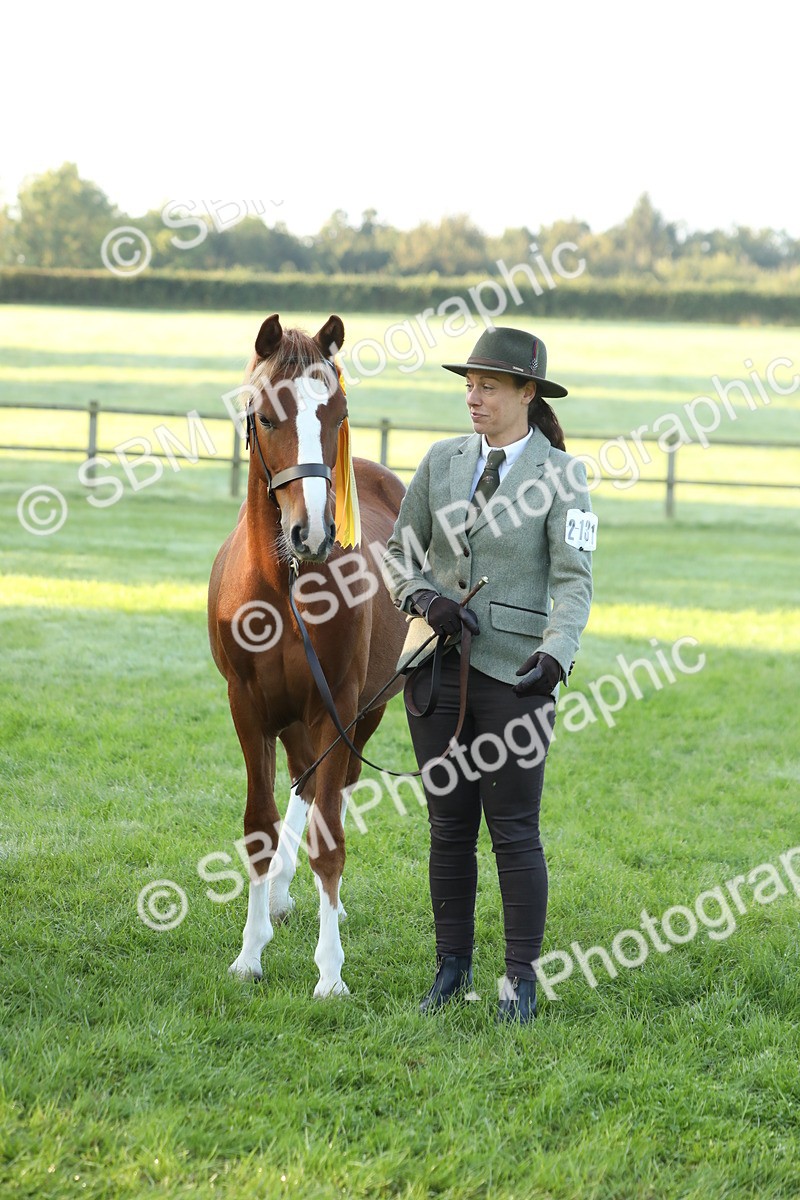 SBM_57876 - S42 - Youngstock