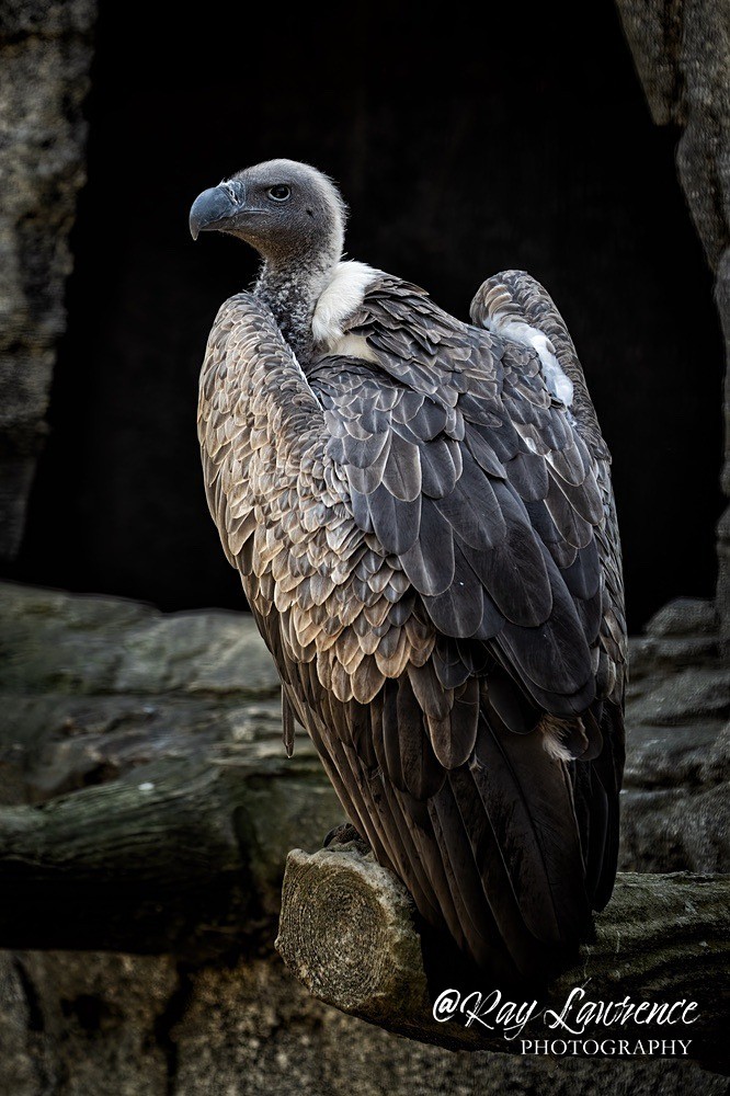 African White Backed Vulture-RLP43767 - Vulnerable and Beyond