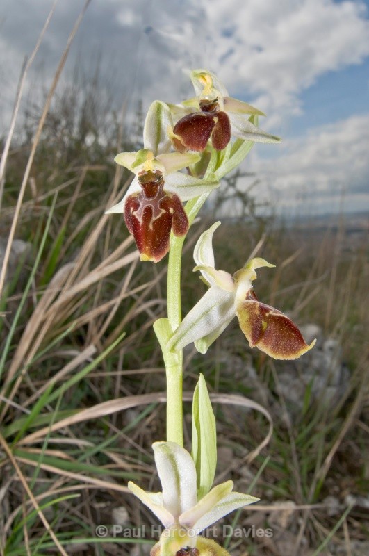 Tyrhennian Ophrys (Ophrys tyrrhena) - Orchids - Ophrys