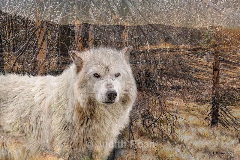 Wolf in Landscape - Photo Montages