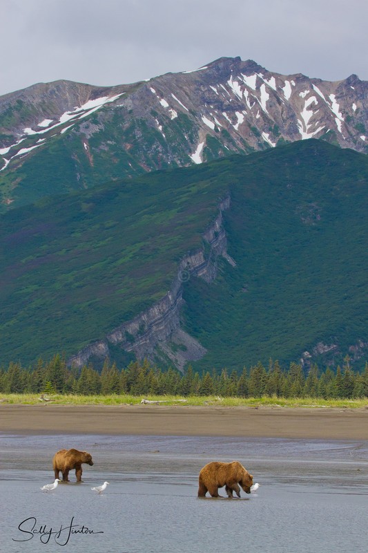 Bears on Mudflats