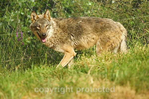 Canadian Timber Wolf - Other Wildlife Species