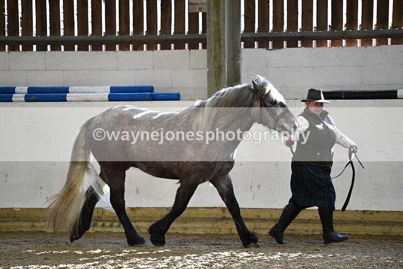 WJ5_3467 - Class 1 Youngstock