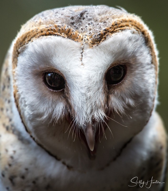 Barn Owl Portrait 1