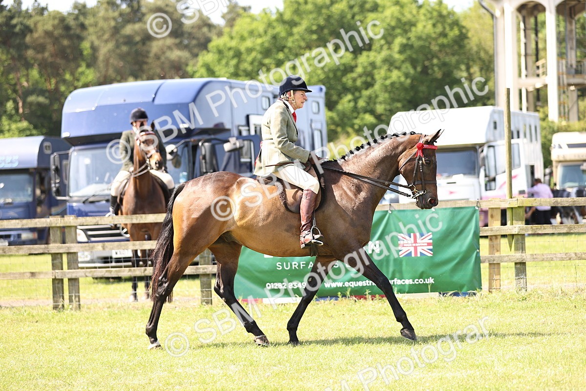SBM_13088 - Class 75-76 LIHS BSHA Rising Star Hack Riding Horse