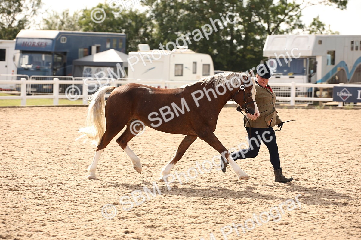 SBM_08145 - Class 27 - IH Competition Horse-Pony