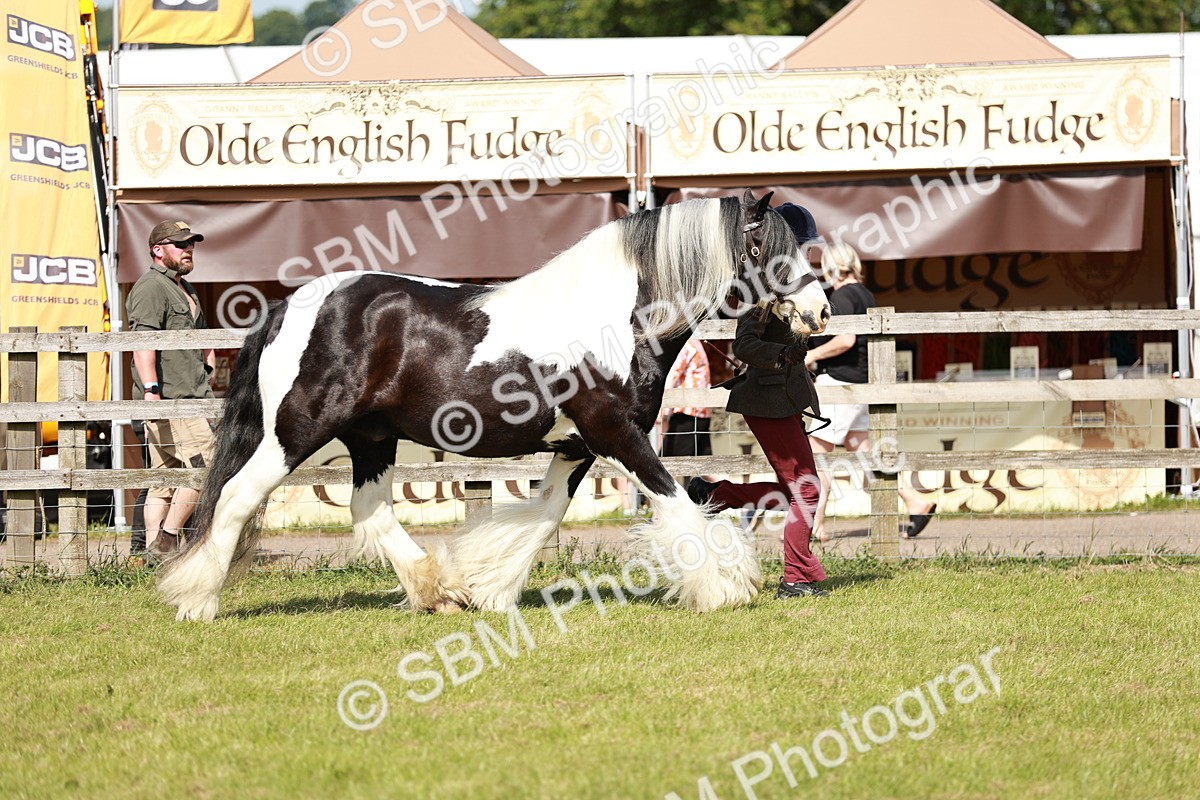 SBM_08776 - Class 63-65 - Traditional Gypsy Cobs In Hand & Ridden