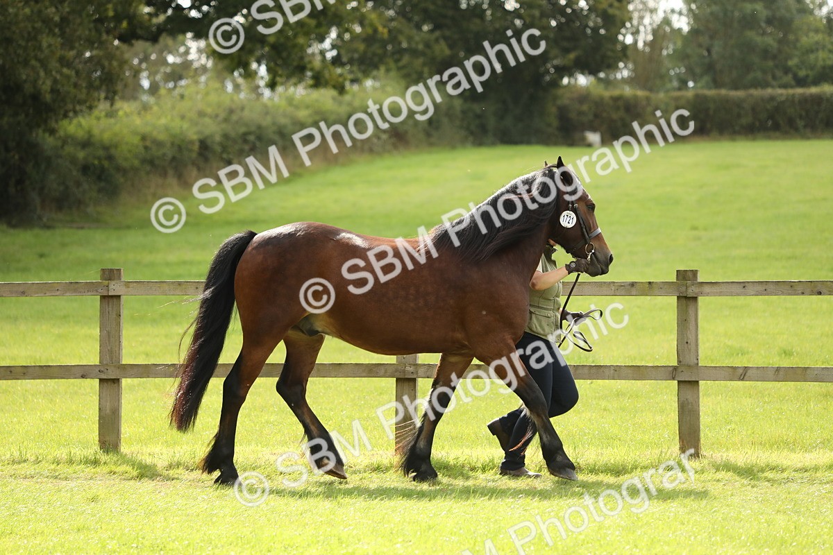 SBM_65352 - S47 - Mountain & Moorland In Hand Large Breeds