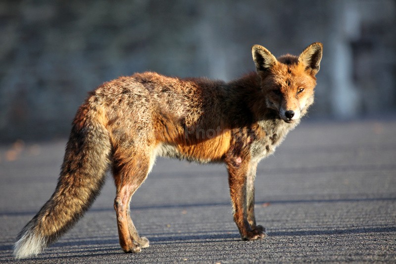 - Urban Foxes, Bristol, Great Britain