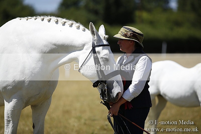 _C7A0161 - In Hand Championship BVRC Show 2018
