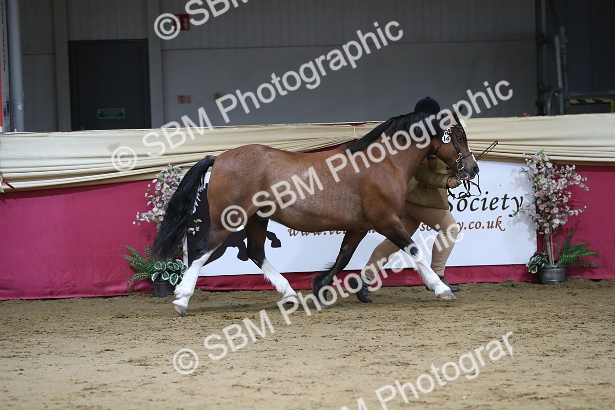 SBM_06335 - Class 9R Regional- IH Pre Vet