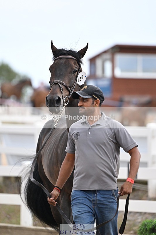 250716-145605-01528 - Trot Up 2.30 to 3.30