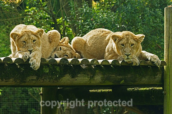 Asiatic lion cubs resting (Cotswold Wildlife Park) - Asiatic Lions