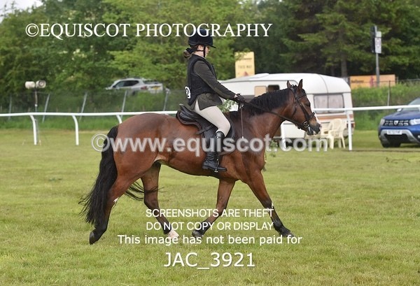 JAC_3921 - 55cm WORKING HUNTER